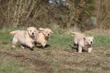GOLDEN RETRIEVER 043